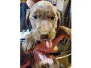 Labrador Retriever Puppy for sale in Marathon, NY, USA