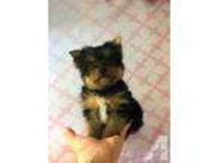 Yorkshire Terrier Puppy for sale in BIG COVE TANNERY, PA, USA