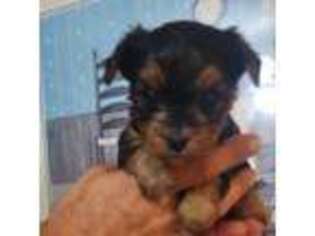 Yorkshire Terrier Puppy for sale in Linville, VA, USA