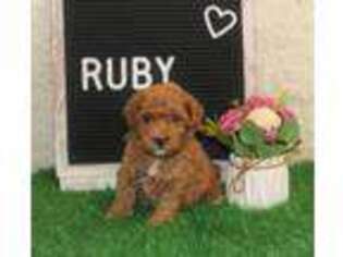 Mutt Puppy for sale in Argyle, WI, USA