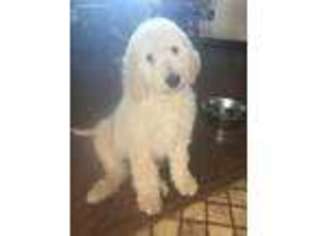 Goldendoodle Puppy for sale in Ottawa, OH, USA