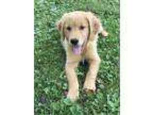 Golden Retriever Puppy for sale in Gurnee, IL, USA