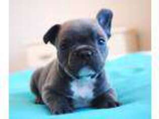 French Bulldog Puppy for sale in Montclair, CA, USA