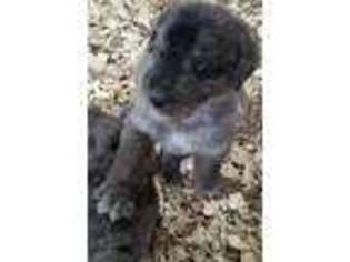 Mutt Puppy for sale in Sunrise Beach, MO, USA