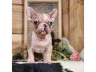 French Bulldog Puppy for sale in Silver Lake, IN, USA