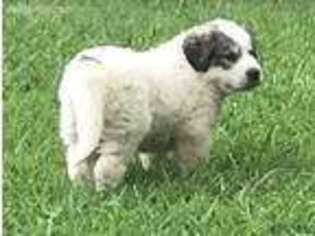 Great Pyrenees Puppy for sale in Clover, SC, USA