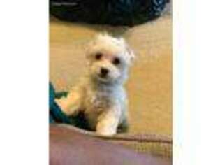Maltese Puppy for sale in Killeen, TX, USA