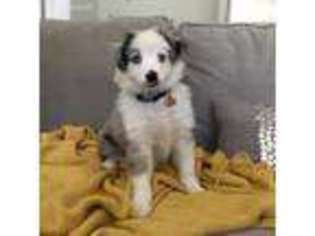 Miniature Australian Shepherd Puppy for sale in Myakka City, FL, USA
