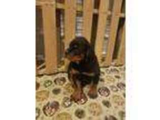 Rottweiler Puppy for sale in Grabill, IN, USA