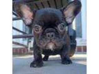 French Bulldog Puppy for sale in Piedmont, SC, USA