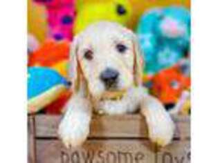 Goldendoodle Puppy for sale in Hahira, GA, USA