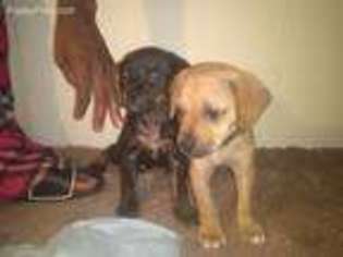 Rottweiler Puppy for sale in Holly Hill, SC, USA