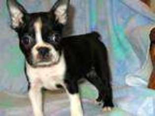 Boston Terrier Puppy for sale in LAS VEGAS, NV, USA