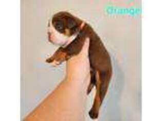 Bulldog Puppy for sale in Meriden, IA, USA
