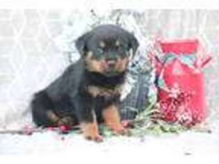 Medium Photo #1 Rottweiler Puppy For Sale in Manheim, PA, USA