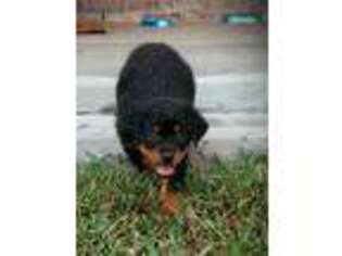 Rottweiler Puppy for sale in Katy, TX, USA