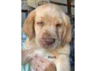 Labrador Retriever Puppy for sale in West Bend, IA, USA