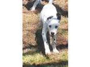 Dalmatian Puppy for sale in Rudy, AR, USA