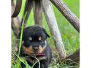 Rottweiler Puppy for sale in Beulah, WY, USA