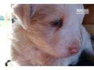 Miniature Australian Shepherd Puppy for sale in Ann Arbor, MI, USA
