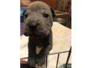 Mutt Puppy for sale in Madison, KS, USA