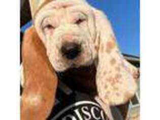 Basset Hound Puppy for sale in Valley View, TX, USA