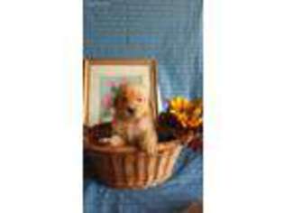 Golden Retriever Puppy for sale in Leola, PA, USA