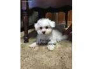 Bichon Frise Puppy for sale in Penn Yan, NY, USA
