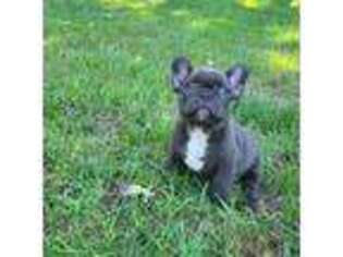 French Bulldog Puppy for sale in Hamilton, MI, USA