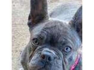 French Bulldog Puppy for sale in Capitan, NM, USA