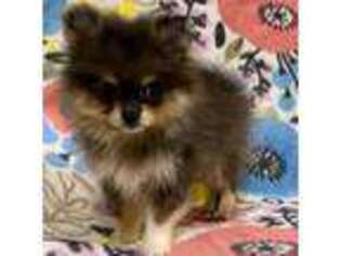 Pomeranian Puppy for sale in Atlanta, GA, USA