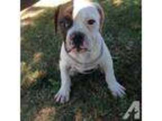 American Bulldog Puppy for sale in LINDSAY, OK, USA
