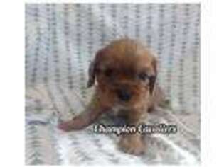 Cavalier King Charles Spaniel Puppy for sale in Roscoe, SD, USA