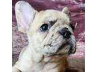 French Bulldog Puppy for sale in Anderson, MO, USA