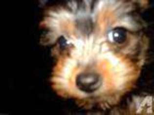 Yorkshire Terrier Puppy for sale in LOUISBURG, NC, USA