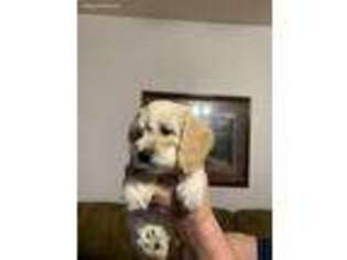 Cavapoo Puppy for sale in Poyen, AR, USA