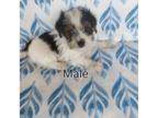 Yorkshire Terrier Puppy for sale in Catawba, NC, USA