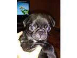 Pug Puppy for sale in Indialantic, FL, USA