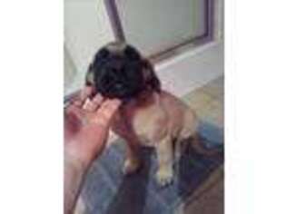 Mastiff Puppy for sale in Summerfield, FL, USA