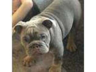 Bulldog Puppy for sale in Manchester, IA, USA