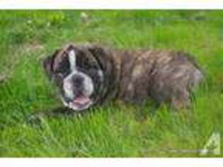 Bulldog Puppy for sale in FINDLAY, OH, USA