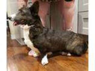 Cardigan Welsh Corgi Puppy for sale in Springfield, MO, USA