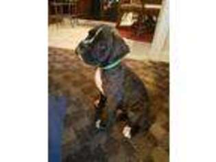 Boxer Puppy for sale in Brownsville, TN, USA