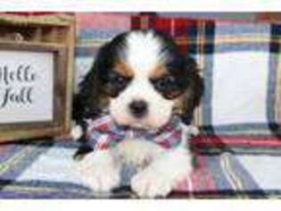 Cavalier King Charles Spaniel Puppy for sale in New Paris, IN, USA