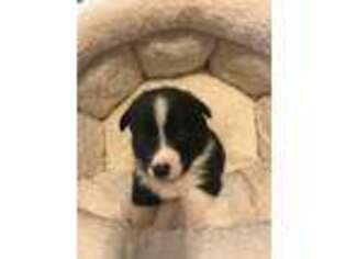 Pembroke Welsh Corgi Puppy for sale in Forreston, TX, USA