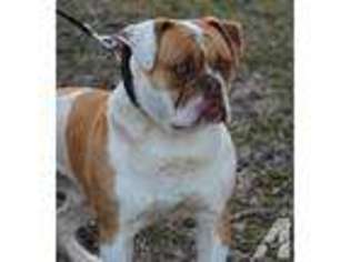 American Bulldog Puppy for sale in CRYSTAL, MI, USA