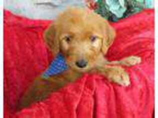 Goldendoodle Puppy for sale in Kansas City, KS, USA
