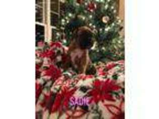 Boxer Puppy for sale in Westby, WI, USA