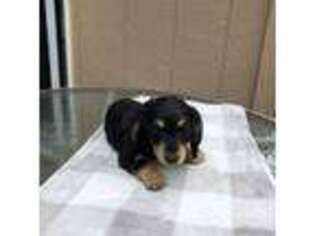 Dachshund Puppy for sale in Spanaway, WA, USA