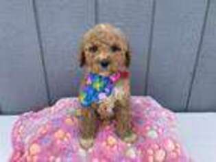 Goldendoodle Puppy for sale in Atlanta, GA, USA